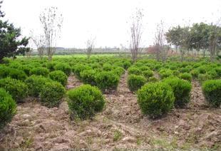 綠化工程 打造綠色生態，構建美麗家園