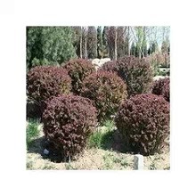 供應優質紅葉小檗球 工程綠化理想之選，冠幅60-80厘米基地直銷