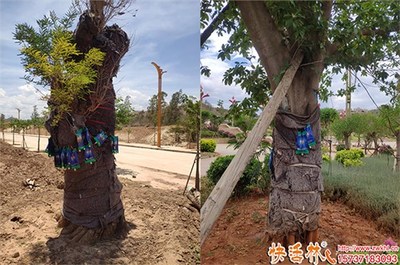 綠化大樹養(yǎng)護營養(yǎng)液選擇指南 功效、用法與品牌推薦