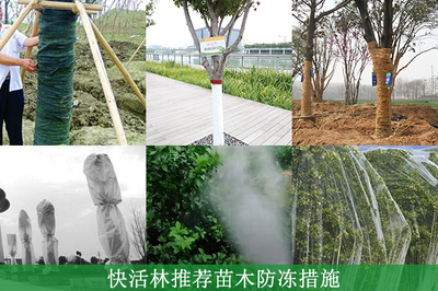 綠化工程中樹苗的防凍養(yǎng)護指南 方法與防凍劑選擇