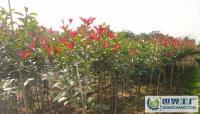 特價直銷綠化工程苗木 120公分紅葉石楠供應(yīng)指南