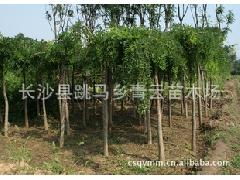 特價批發(fā)供應(yīng)大量精品龍爪槐，助力綠化工程降本增效